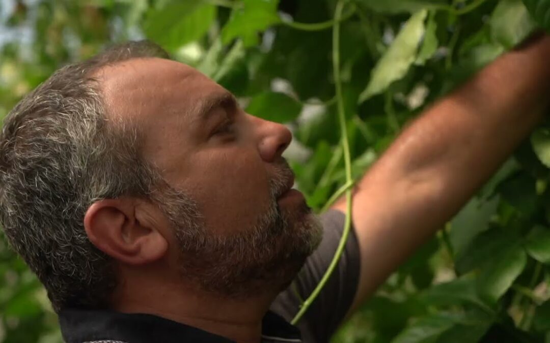 Du soja bio réunionnais : une filière en devenir !